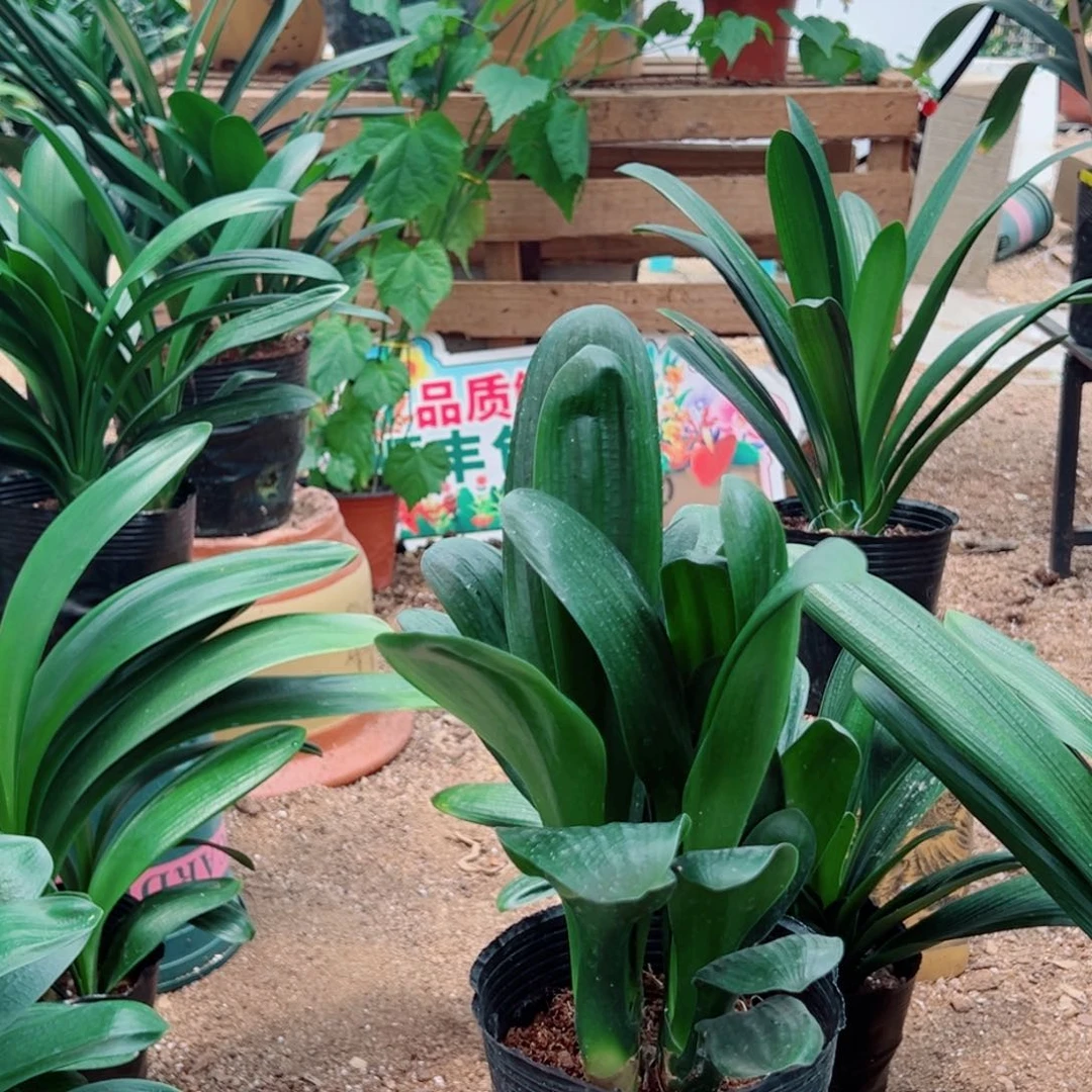 当前无花栽培后可以开花群兰4头