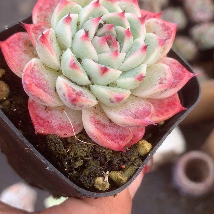 红女王。（满9.99包邮不满9.99发叶子）