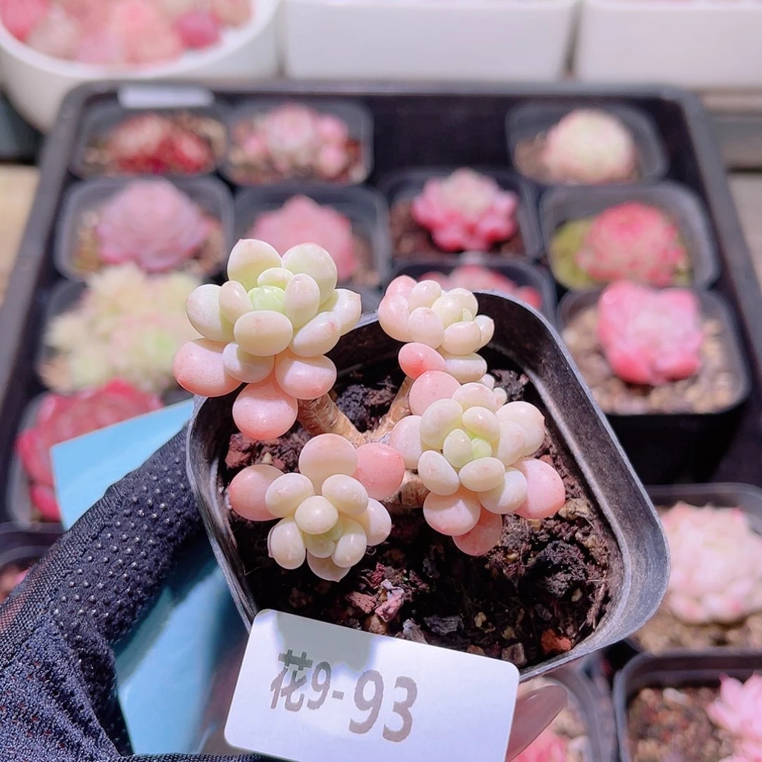 花利美9-93洛可可