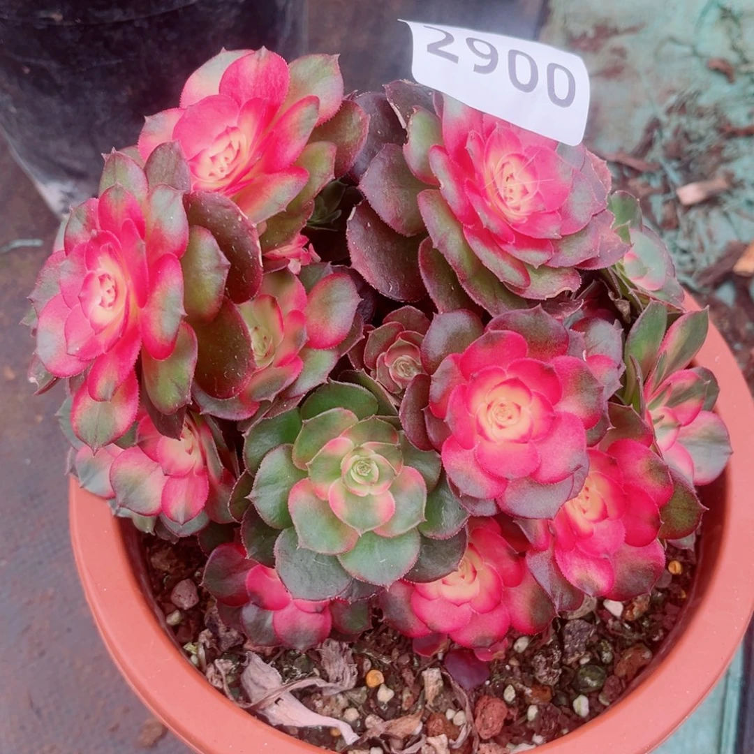 糖心荔枝多肉发货