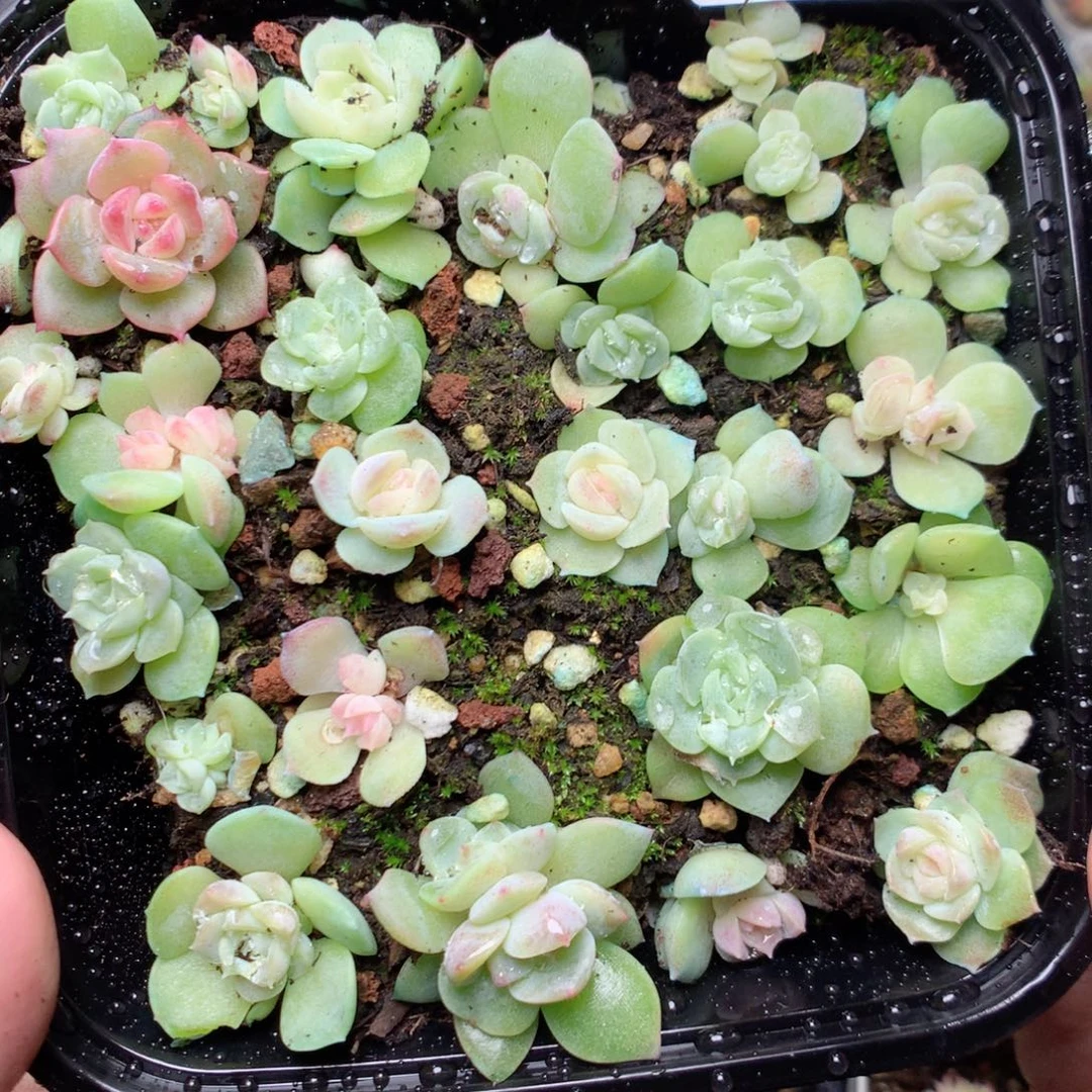无花朵Q132梦幻泡影yyyyy