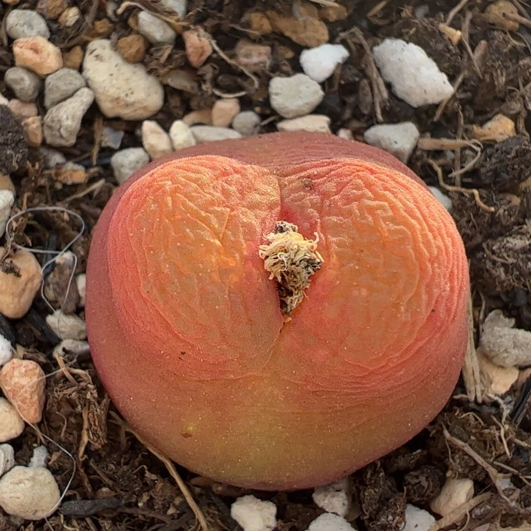 水蜜桃多肉植物百科1