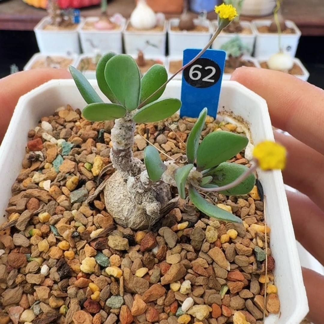 多肉植物福利块根恩特美厚墩菊62