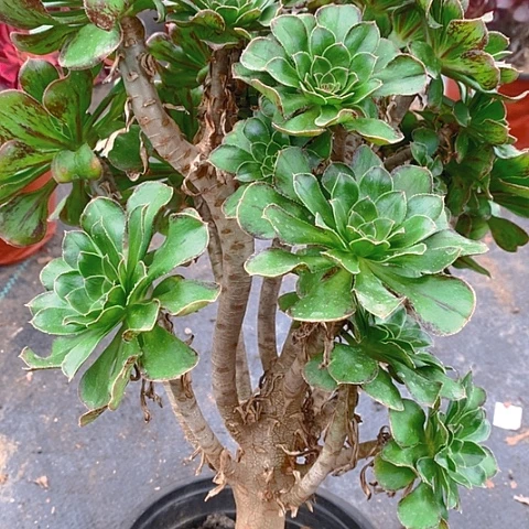 559拉丝锦多肉植物