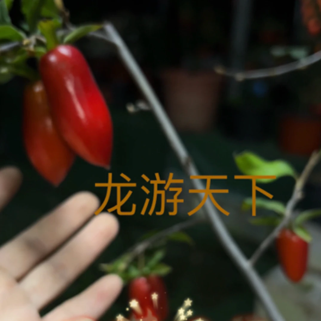 直播间老鸦柿盆景素材