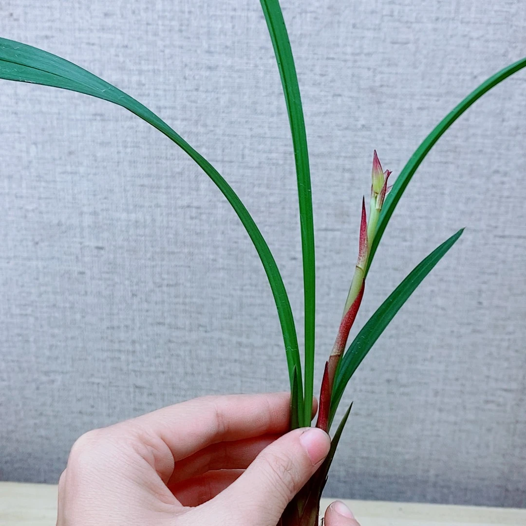 当前无花栽培后可以开花火