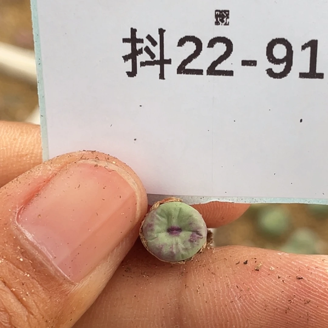 22-91嘴多肉植物肉锥