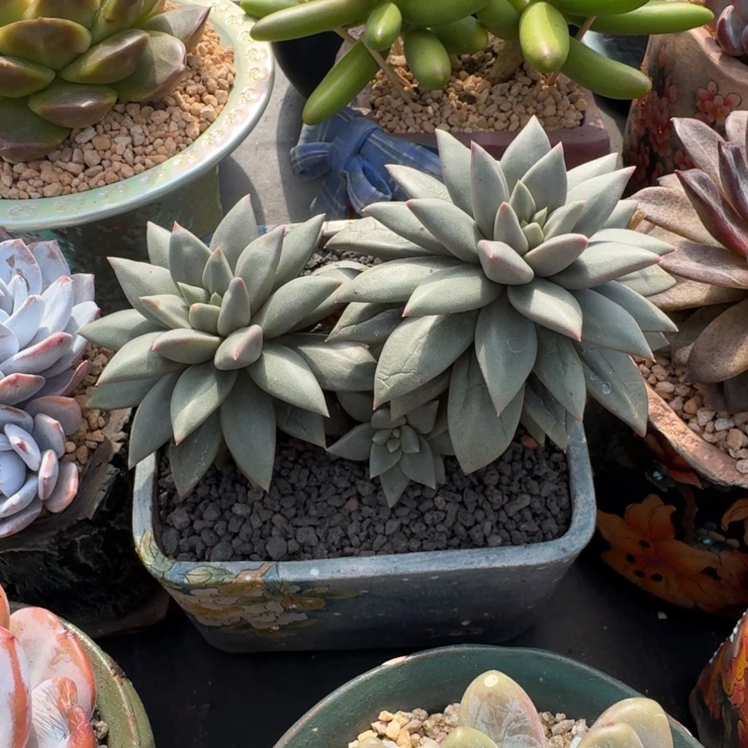 狼牙 双头 一物一拍