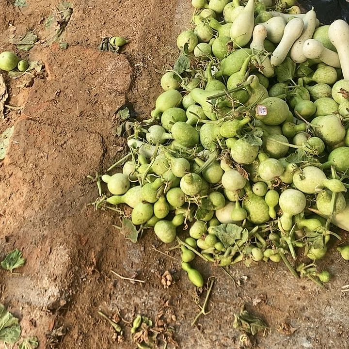 清*葫芦手把件小不点