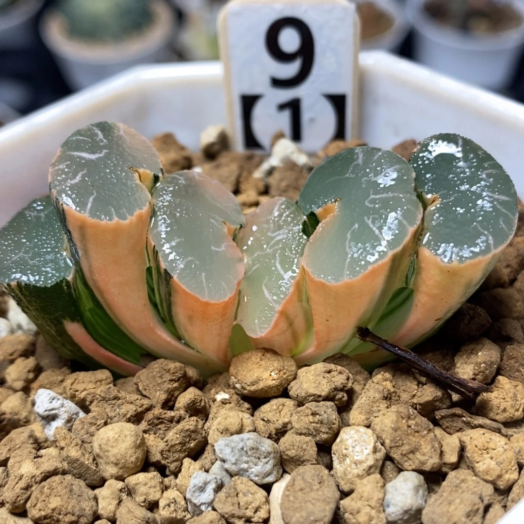 9大绳玉扇锦一物一拍