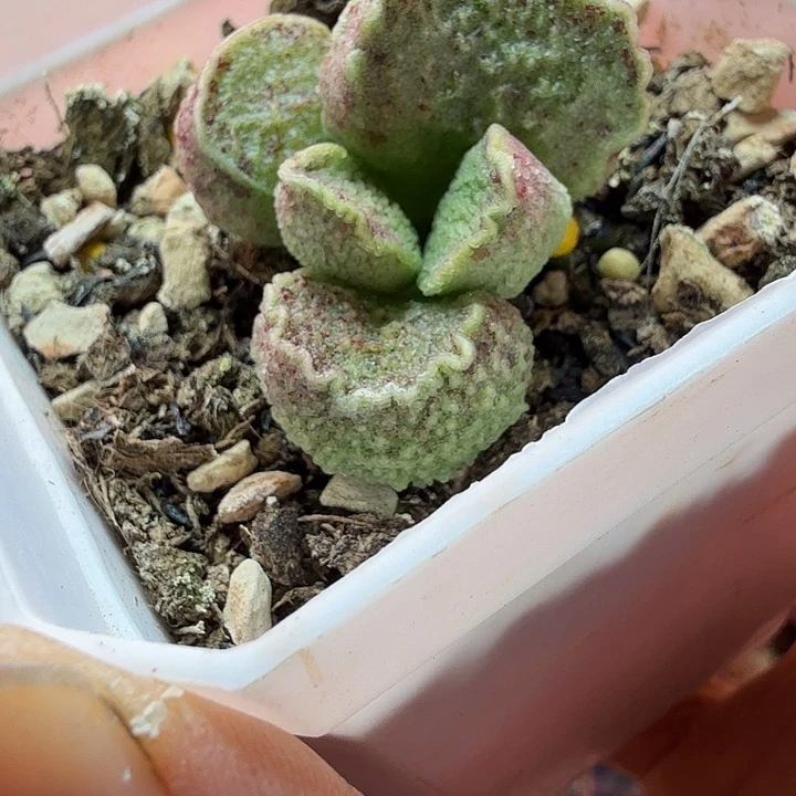 悠**光水蜜桃的味道真的很好闻