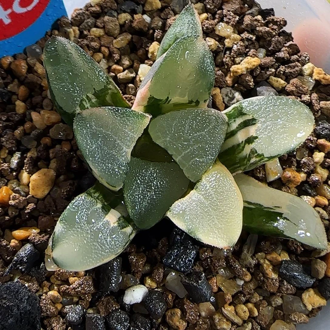 48号丸叶克锦 5.5 厘米左右一物一拍带盆发货