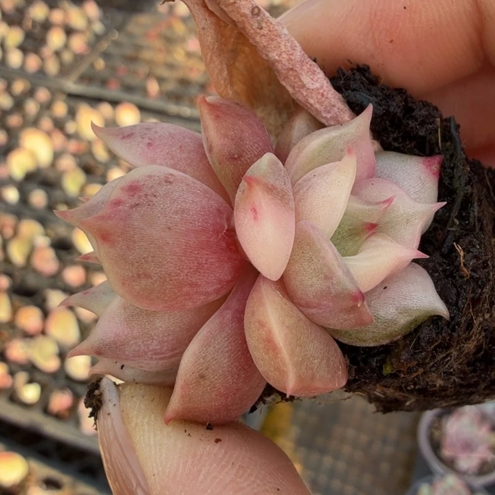 湖拉丝锦双头多肉锦