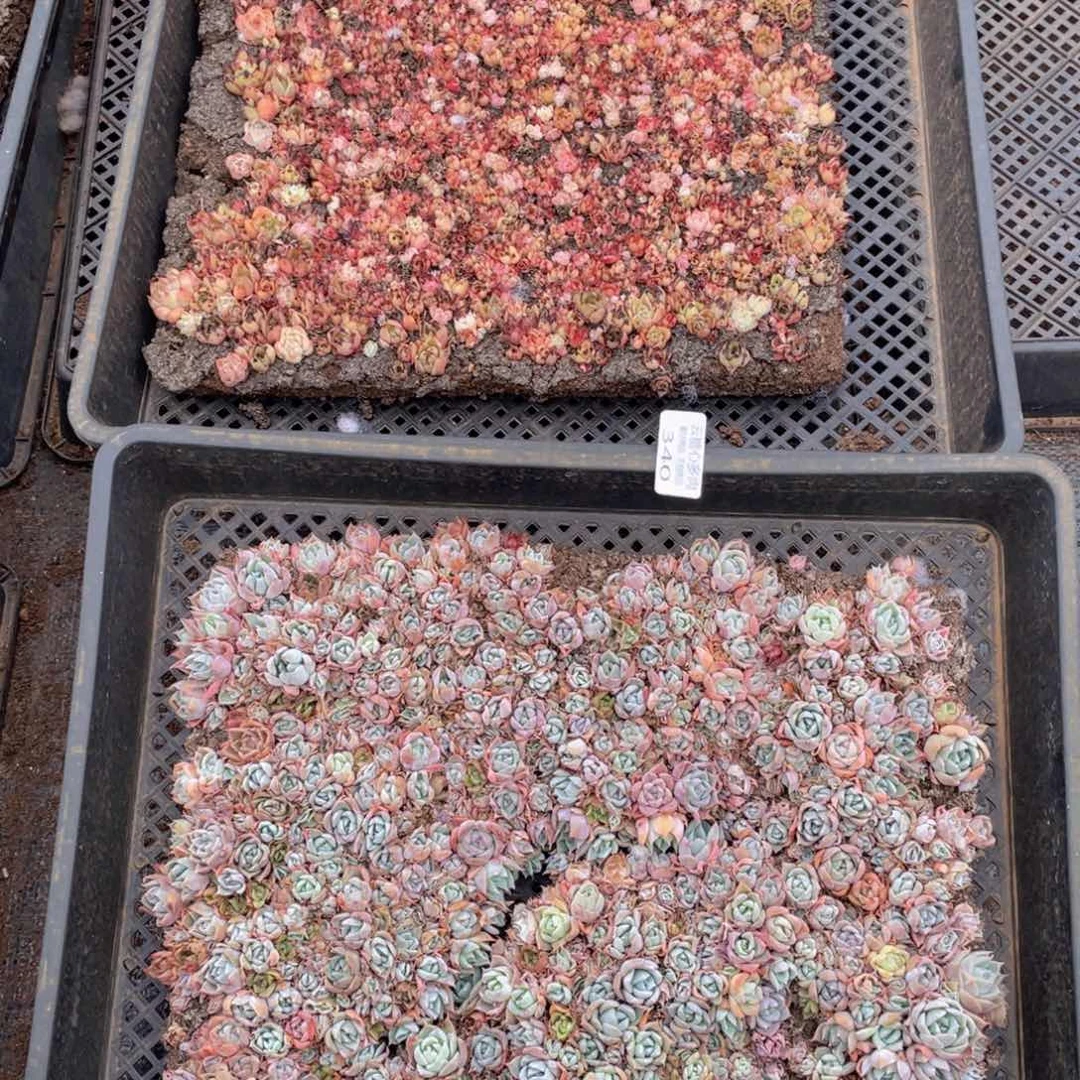 云糖心多肉植物340