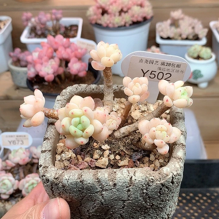 0502罗琦11.0厘米