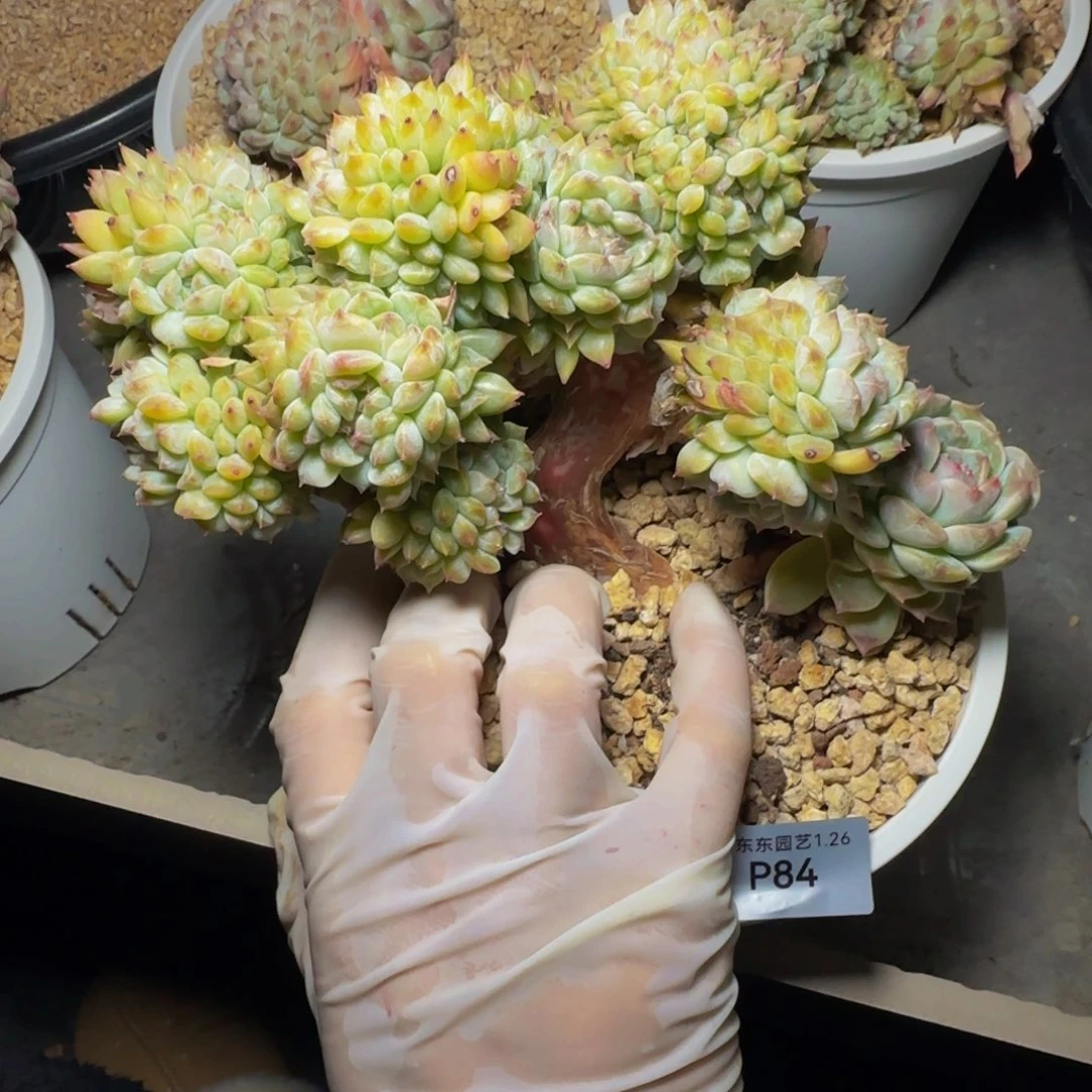 点****p p p p p p p p p p 84