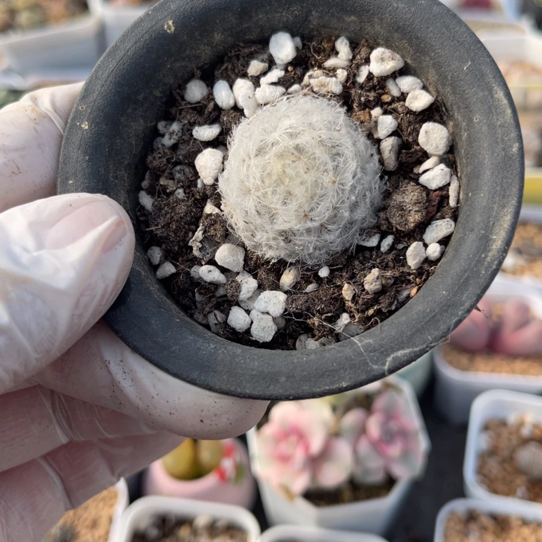 多肉植物一物一拍43