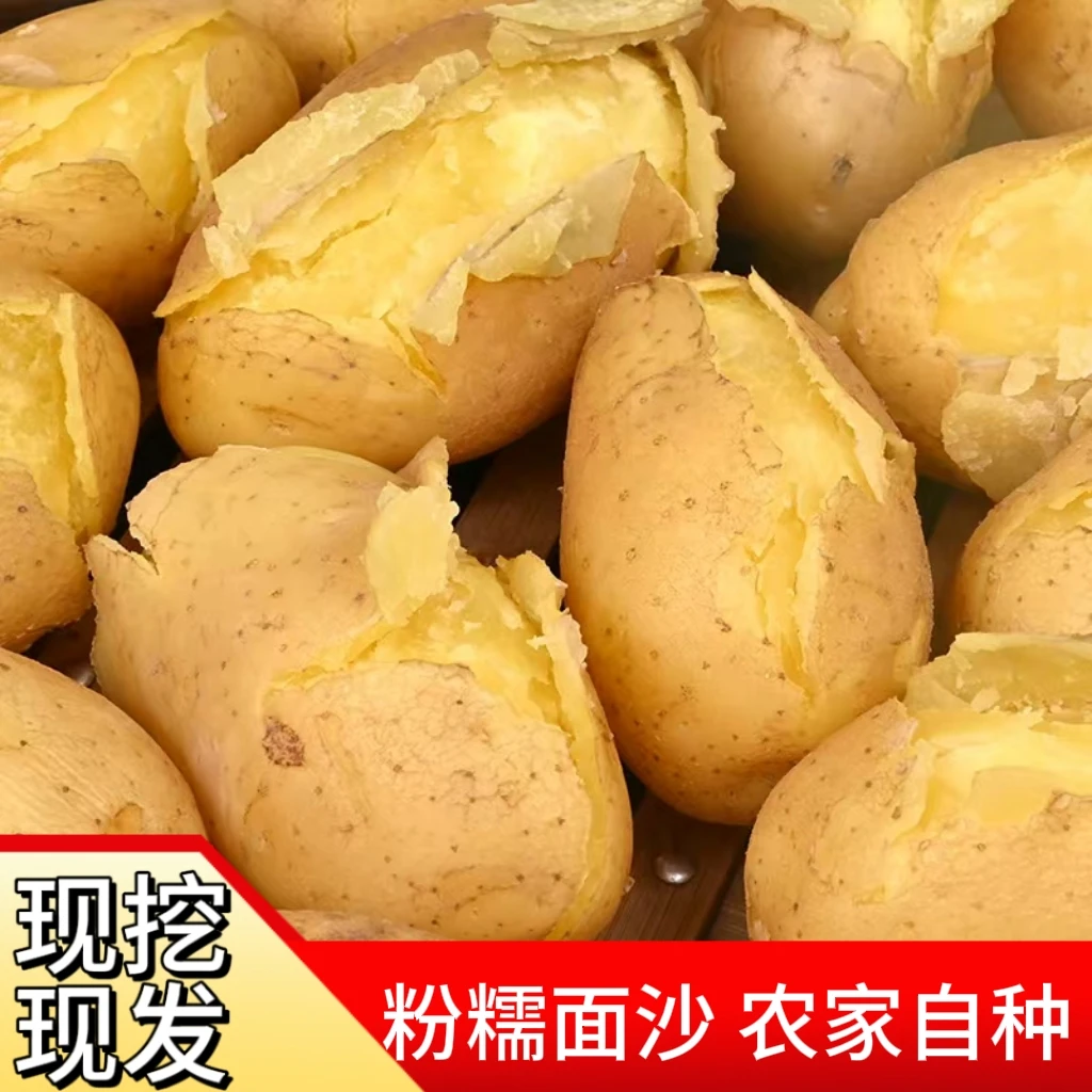 2025年甘肃定西 高山旱地 新鲜现挖 黄皮黄心 沙糯粉面 土豆