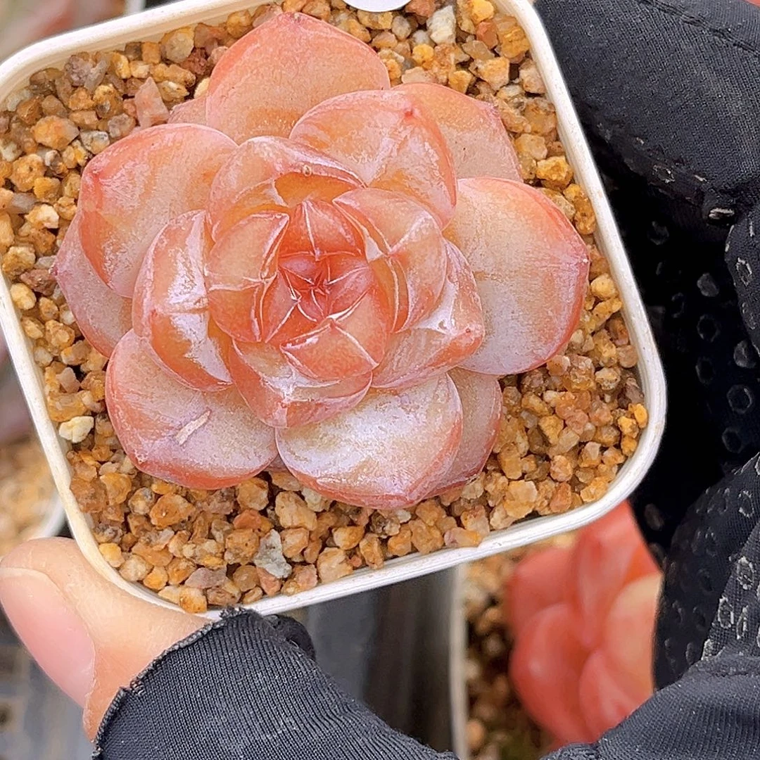 316  新品珍妮18包邮