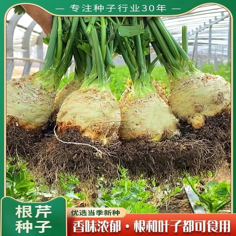 【根芹种子】根芹芹菜种子四季盆栽蔬菜种蔬菜种子四季种植优选