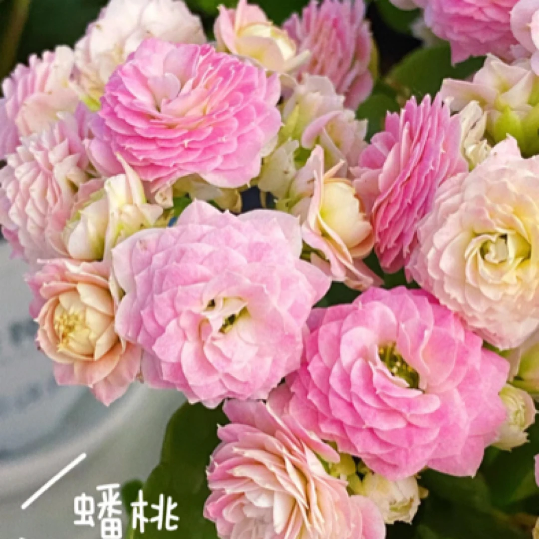 （蟠桃 110盆）基地直发一代长寿  稀有大花品种  室内懒人花