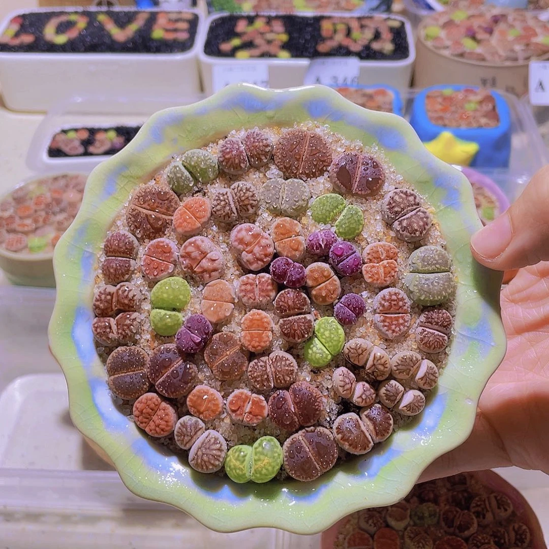 花边大盆绿色。。。。。。。。。