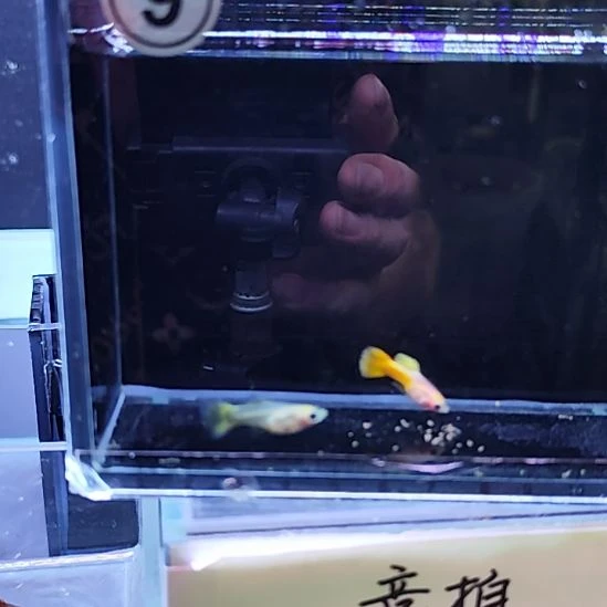 孔雀鱼18黄金玻璃猫一对