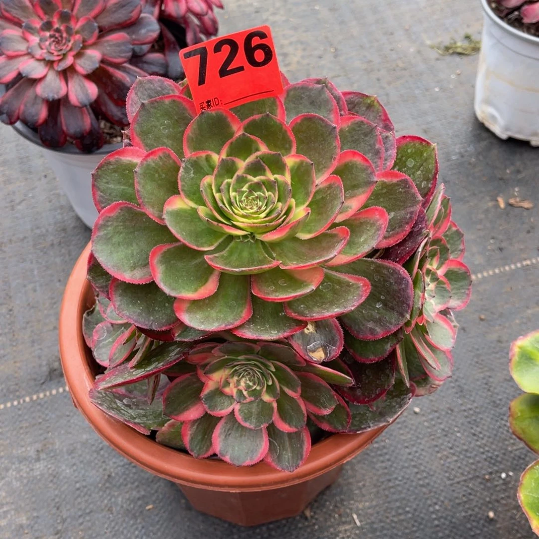 张*允726多肉法师粉花妖