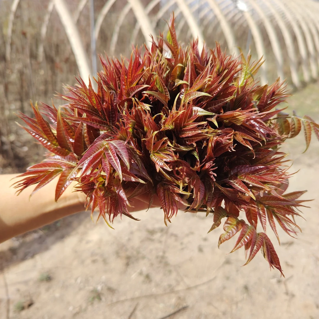 书记代言鲜香椿 现采现发顺丰包邮