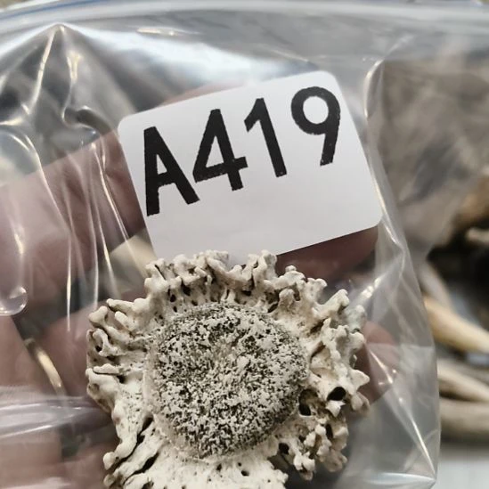 Я***鹿角鹿角鹿角鹿角鹿