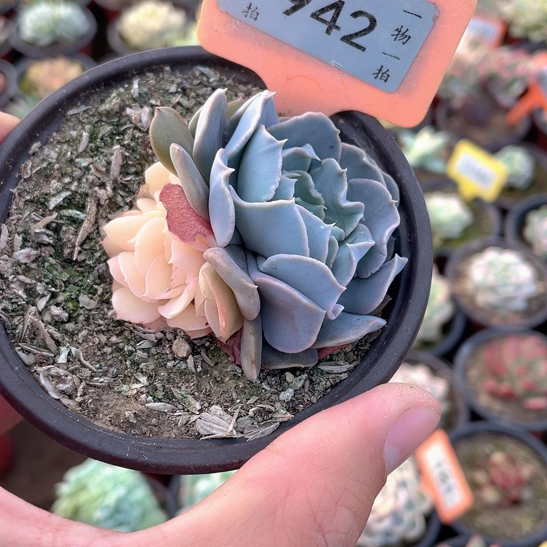 阴阳942号多肉植物