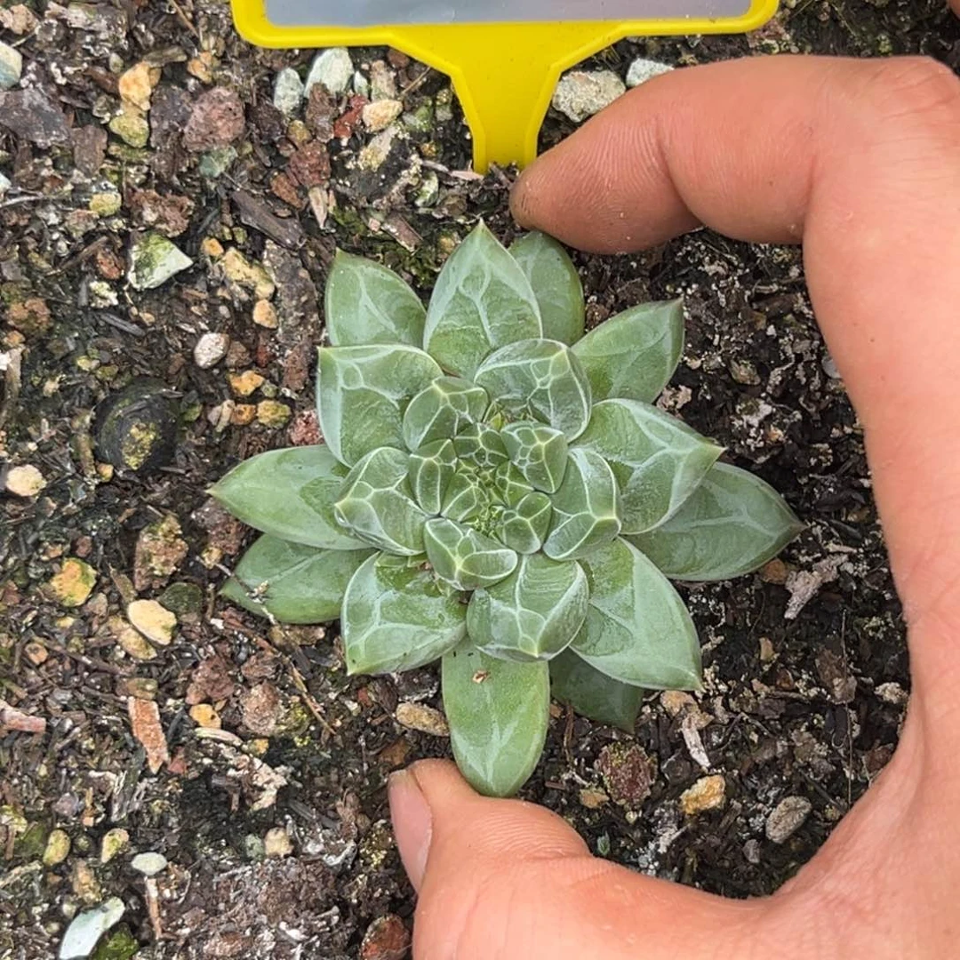 多肉植物雪花美人960