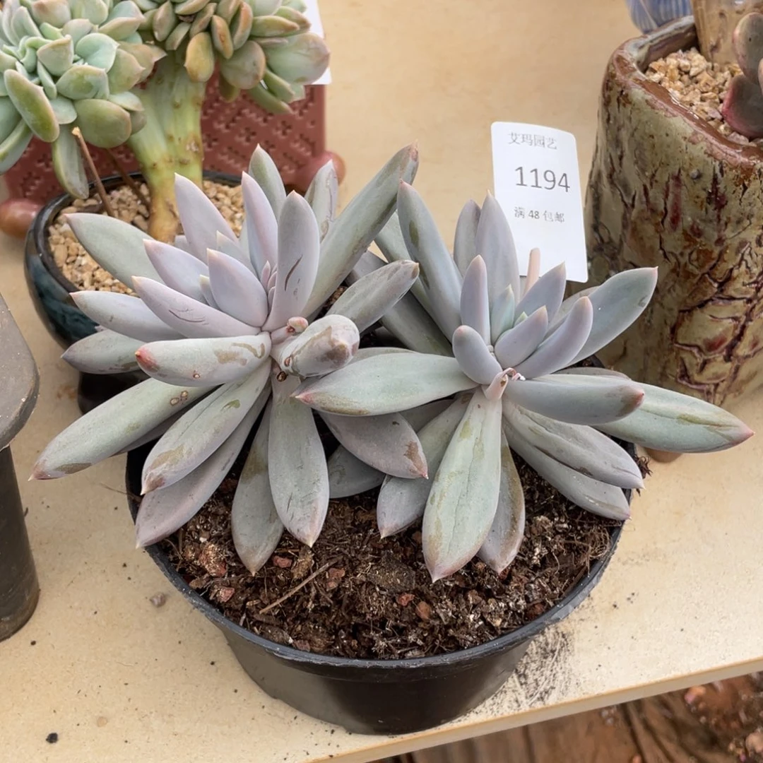 迷*哥特群生双头1194多肉