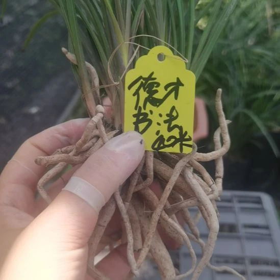 完全开放惠兰红香妃浓香型