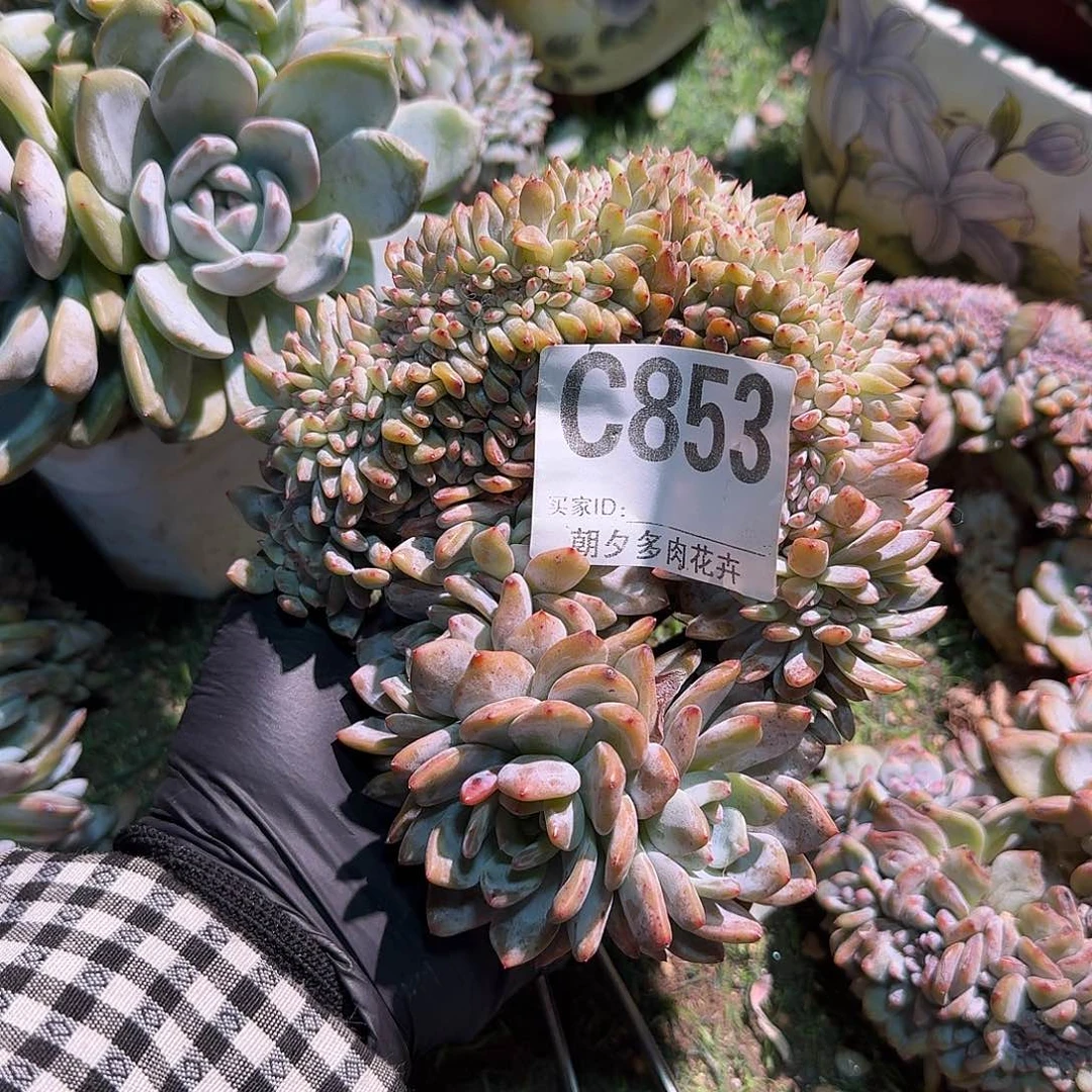 叮***灵补差价呀呀呀呀呀呀呀