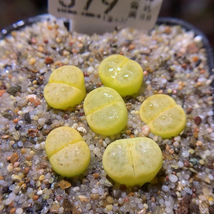 精品生石花34.379