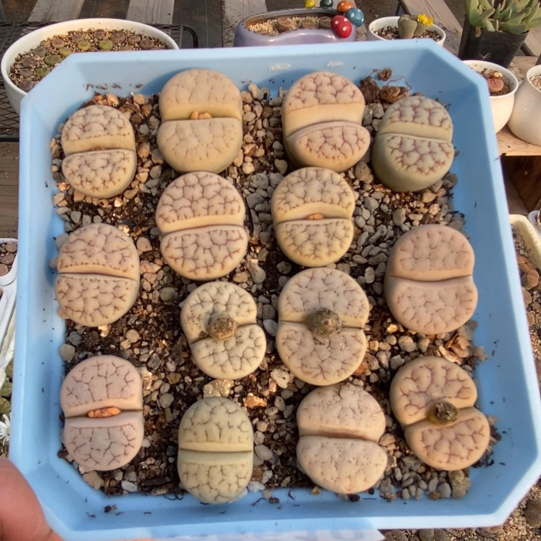 5610 荒玉十方盆带盆土