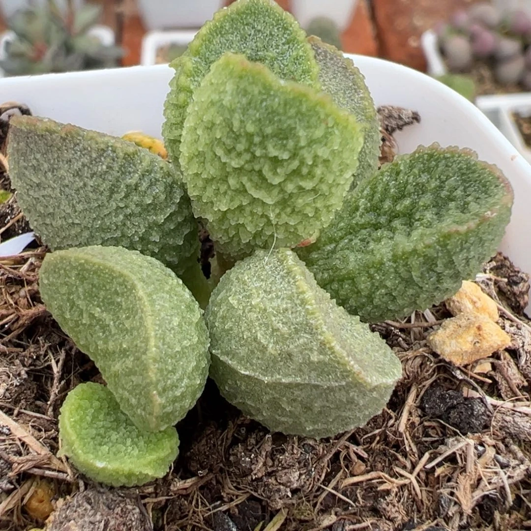 实生新品多肉植物水泡多肉植物水泡