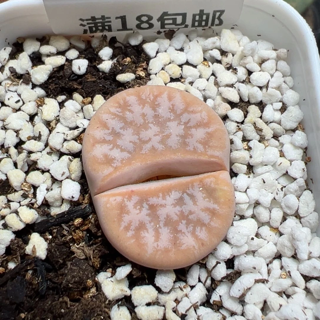 【闪购商品】 838。