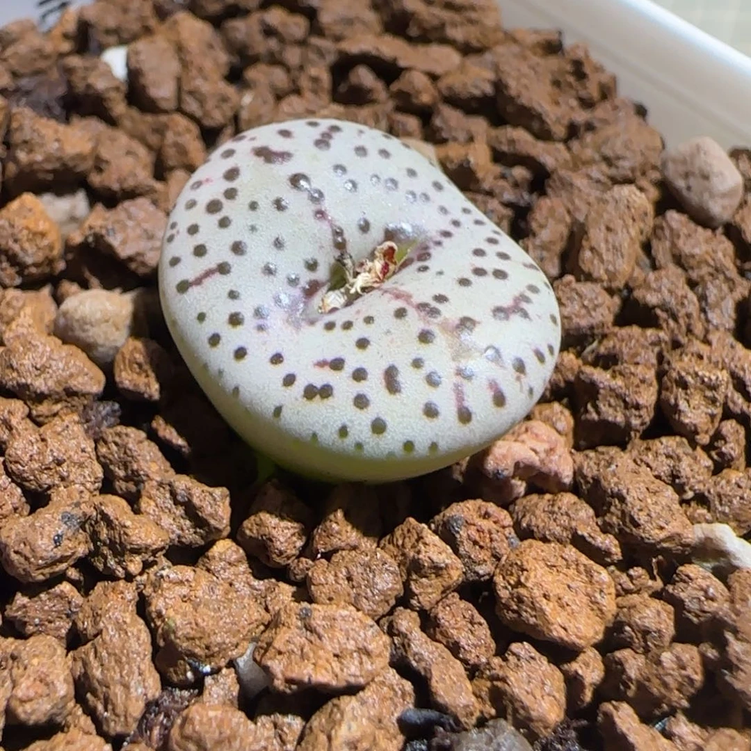 肉锥多肉植物组合-火龙果安贞337