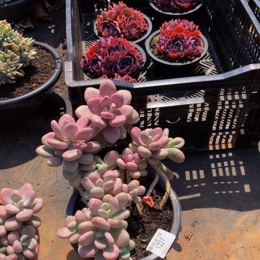 远**切1227淘蛋多肉