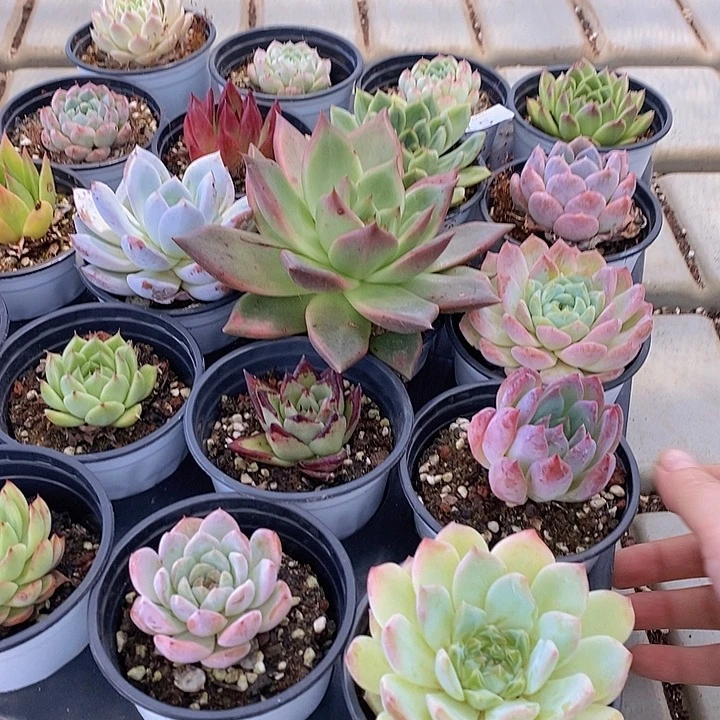 15 多肉植物盆栽花卉植物