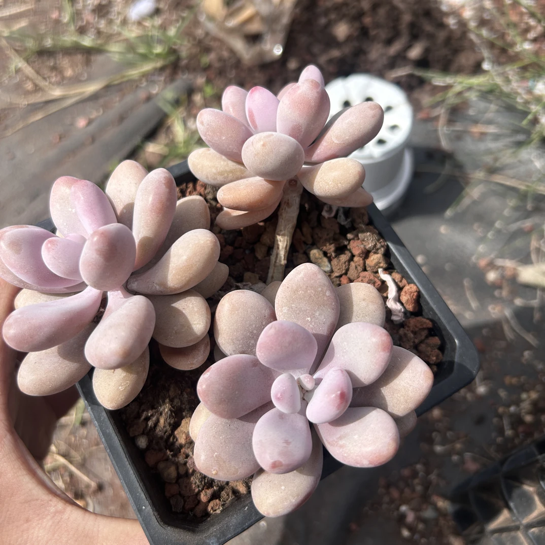 多肉 甜心桃蛋 8厘米  不带盆（满9.9包邮）