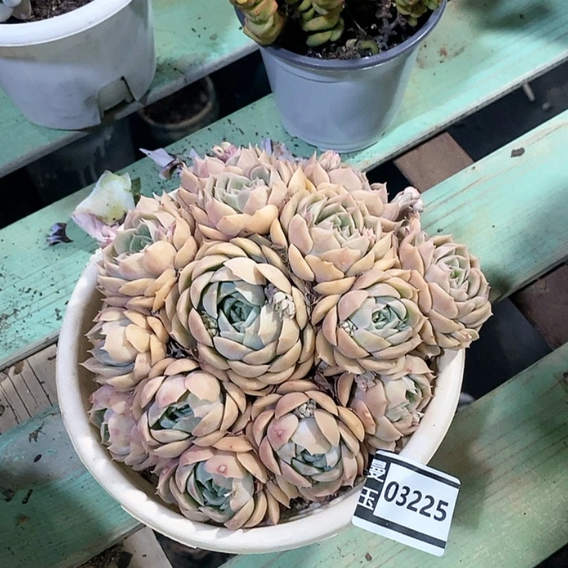 【闪购商品】昂斯洛03225