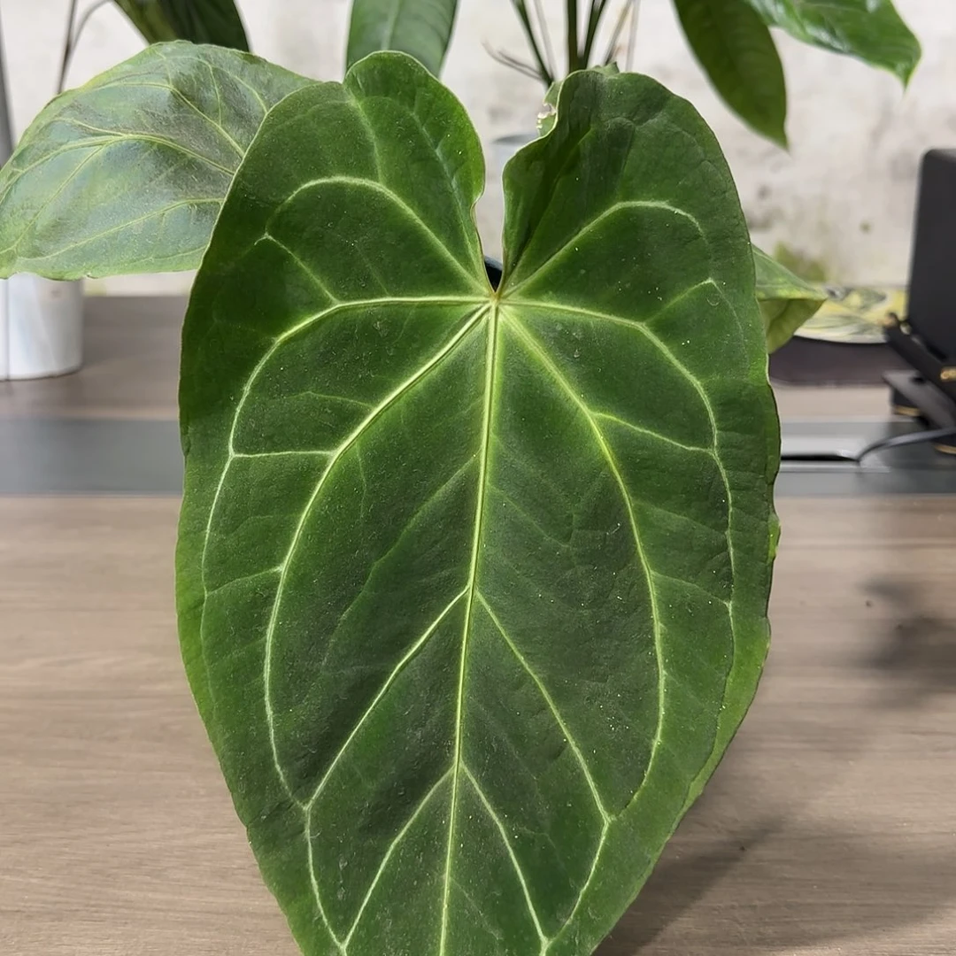 无花朵贝斯杂花烛