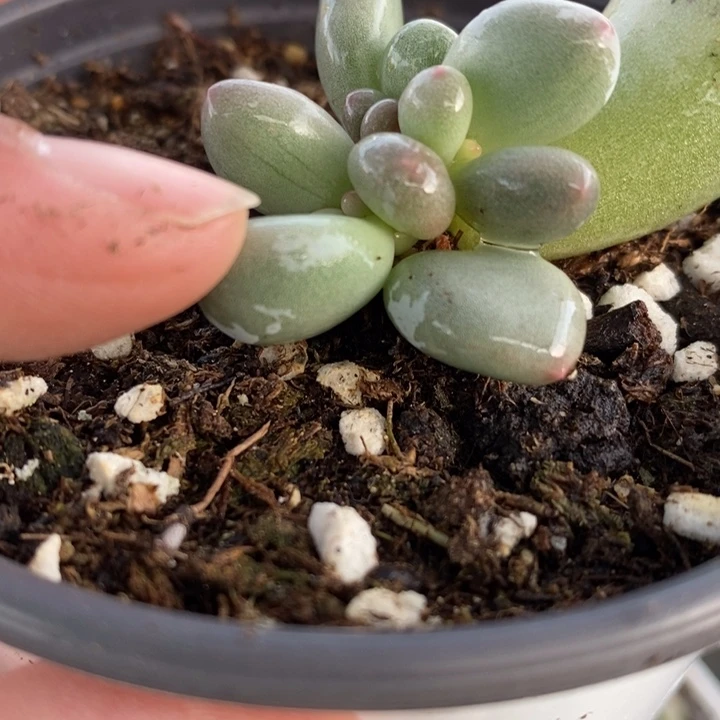 米可奶小群啊啊啊啊049