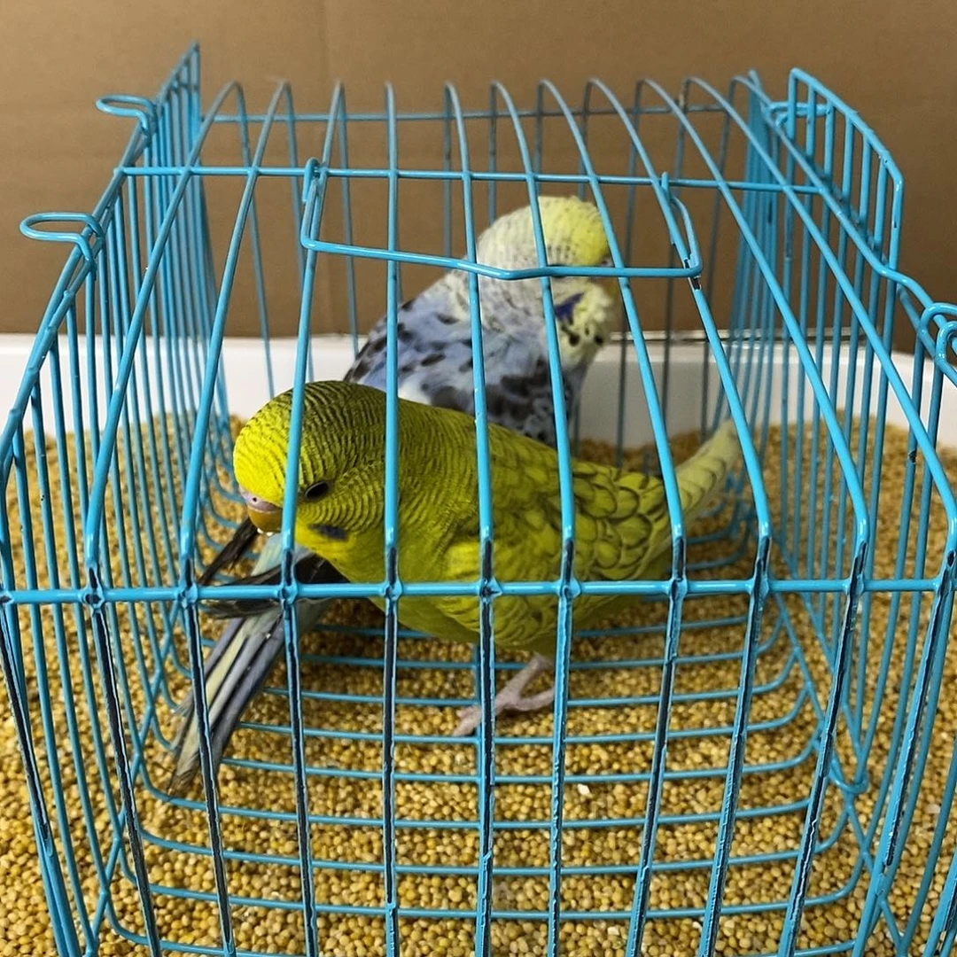 虎皮鹦鹉大头虎皮