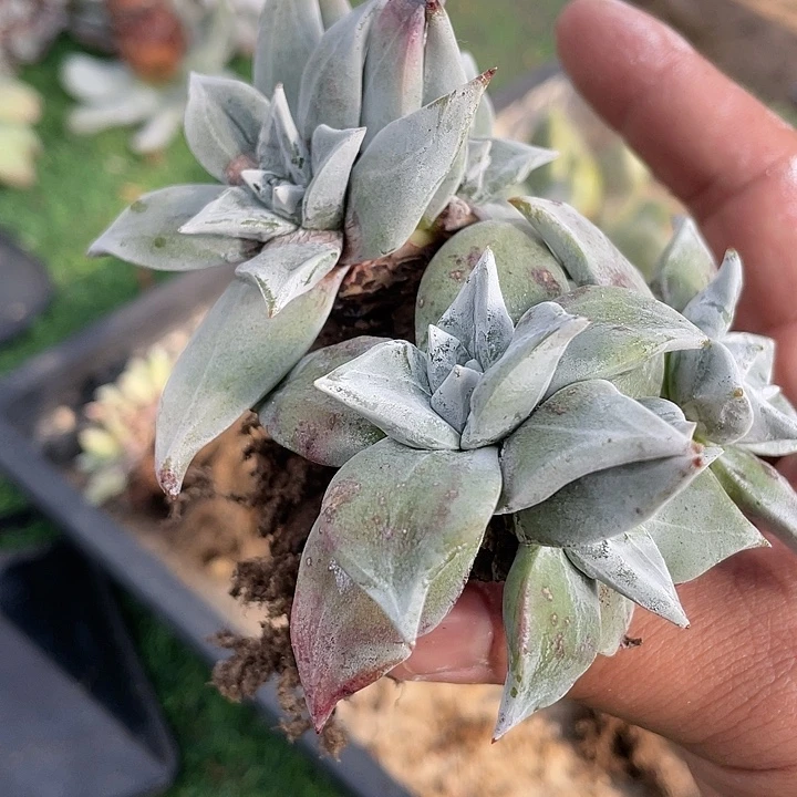 野生加州大圆叶玫瑰型粗桩