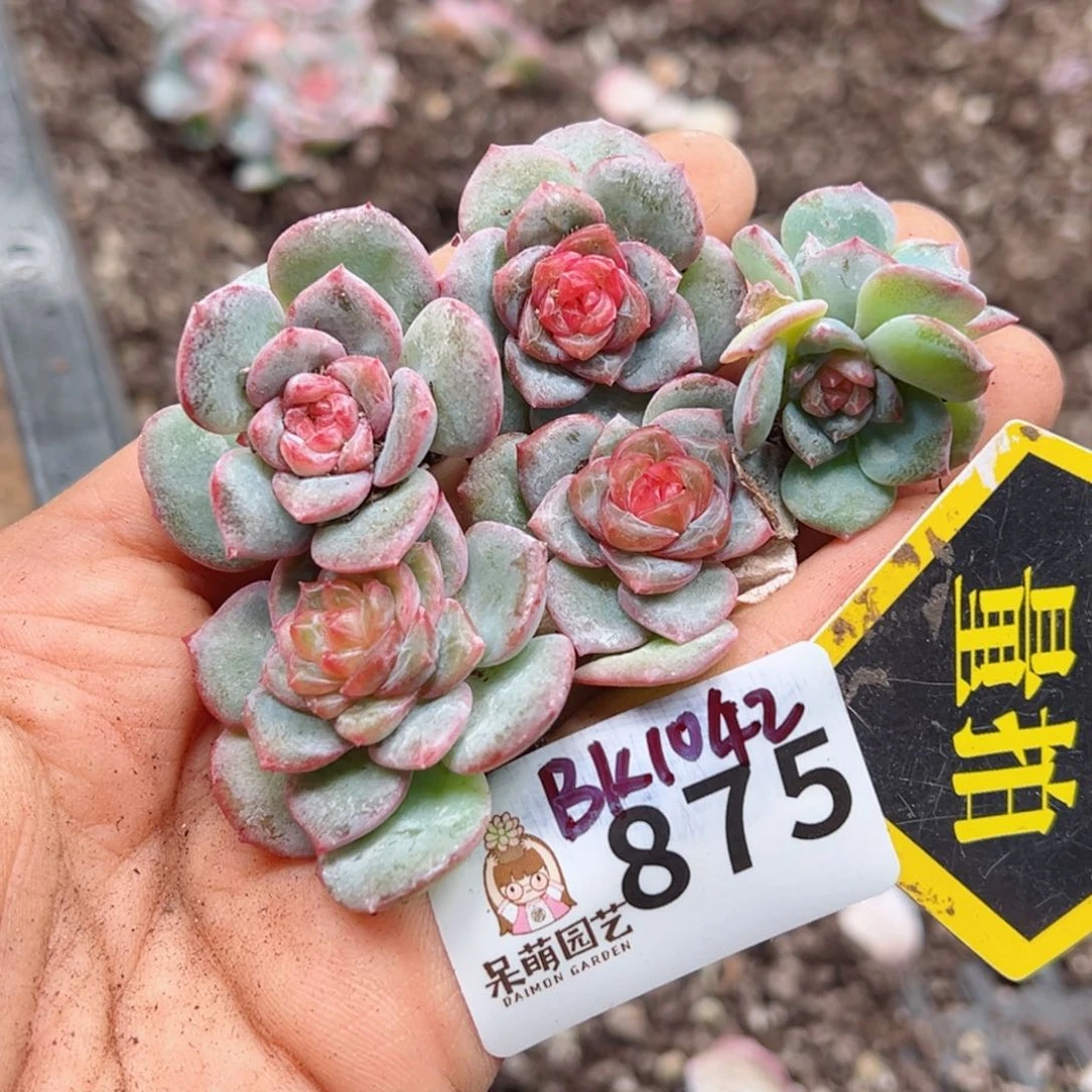 多肉植物多肉植物