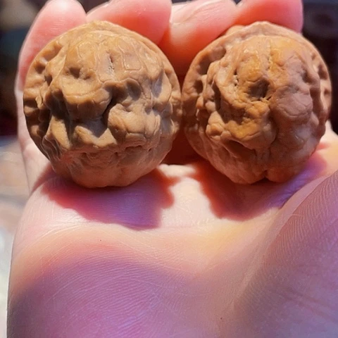 把件文玩核桃祥龙疙瘩包带彩磕尖一般对37